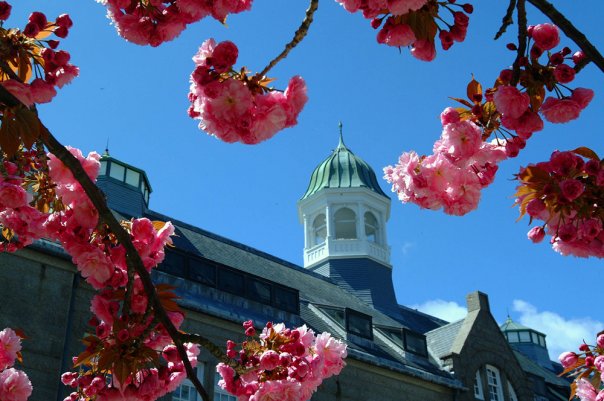 Naval War College_Photo_Pringle Hall_Spring Blossoms